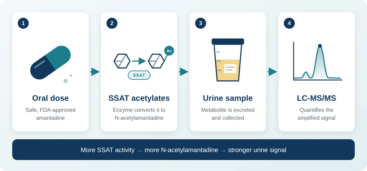 4-step diagram of BioMark SSAT1 assay showing oral amantadine dose, SSAT enzyme acetylation to N-acetylamantadine, urine sample collection, and LC-MS/MS quantification